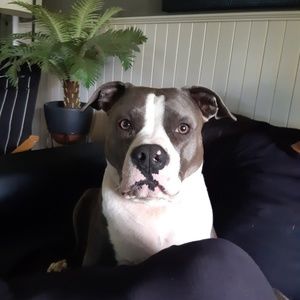 Meet your Posher, Carmen